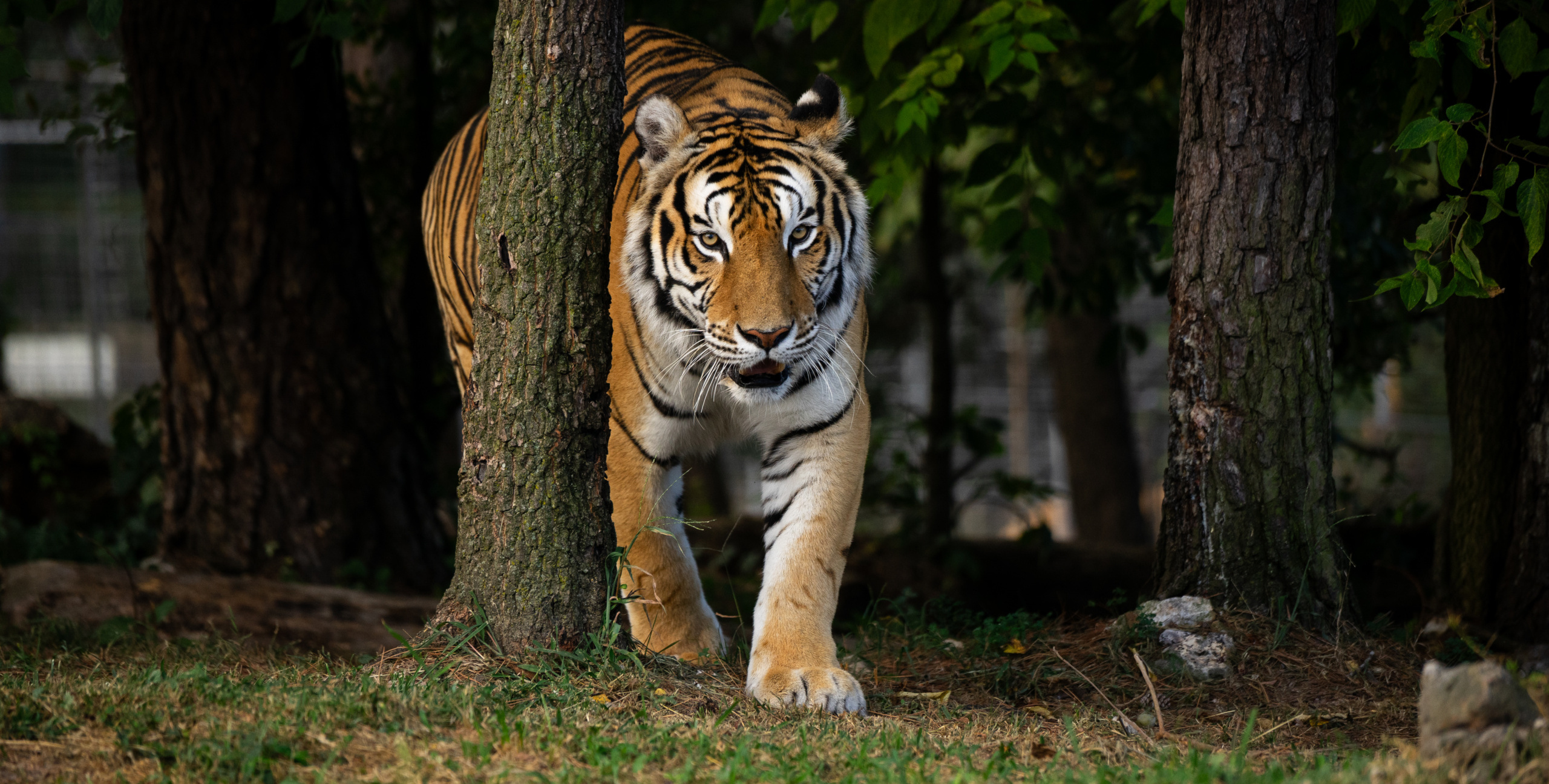 Turpentine Creek Wildlife Refuge